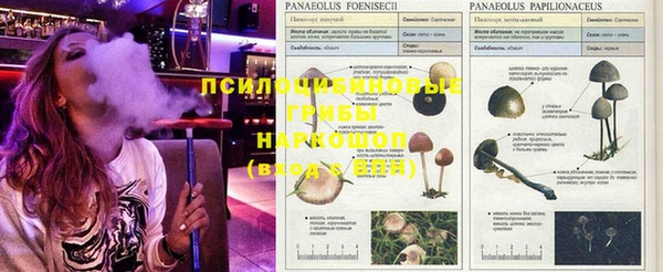 гидра Сосновый Бор
